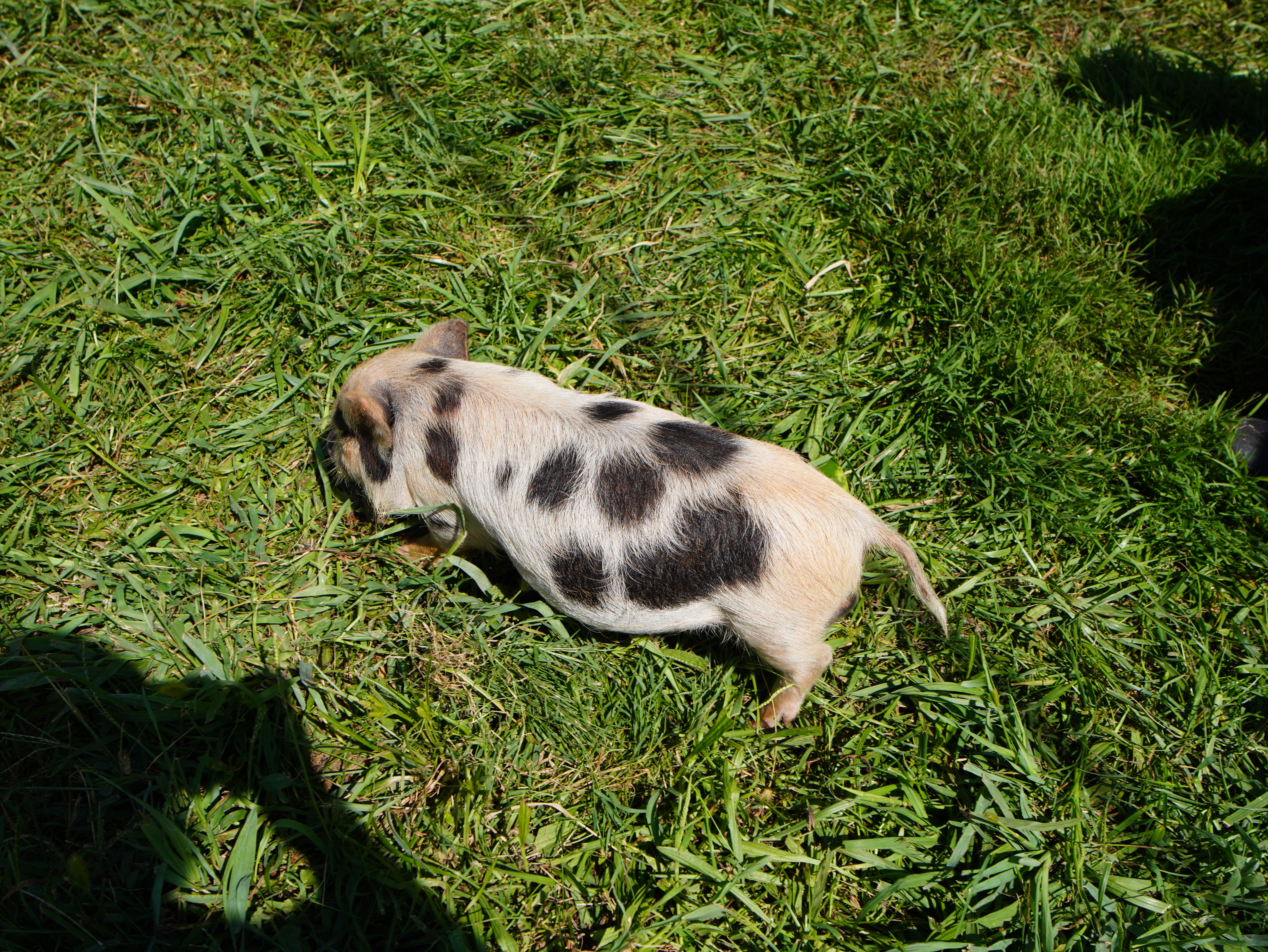 Juliana Pigs